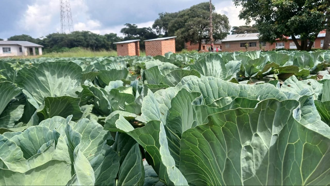 Cabbage crop grown on the college farm